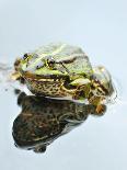 Small Pool Frog, Water, Mirroring, Frontal-Harald Kroiss-Photographic Print