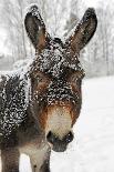 A Brown Donkey Commited with Snow on Wintry Pasture-Harald Lange-Photographic Print