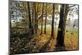 Photographic Print