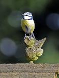 Blue Tit Sits on Stilted Wooden Bird of a Rustic Timber Roof-Harald Lange-Photographic Print
