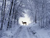 Female Fallow Deer in the Winter Coat on Snow-Covered Forest Way-Harald Lange-Photographic Print