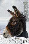 Portrait of a Donkey on Snow-Covered Belt-Harald Lange-Photographic Print