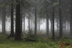 Germany, Thuringia, Rennsteig, Forest, Trees, Fog-Harald Schšn-Photographic Print