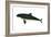 Harbor Porpoise (Phocaena Phocaena), Mammals-Encyclopaedia Britannica-Framed Art Print