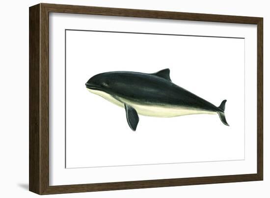 Harbor Porpoise (Phocaena Phocaena), Mammals-Encyclopaedia Britannica-Framed Art Print