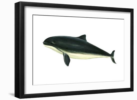 Harbor Porpoise (Phocaena Phocaena), Mammals-Encyclopaedia Britannica-Framed Art Print