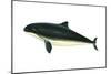 Harbor Porpoise (Phocaena Phocaena), Mammals-Encyclopaedia Britannica-Mounted Art Print