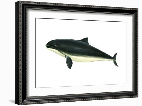 Harbor Porpoise (Phocaena Phocaena), Mammals-Encyclopaedia Britannica-Framed Art Print