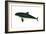 Harbor Porpoise (Phocaena Phocaena), Mammals-Encyclopaedia Britannica-Framed Art Print