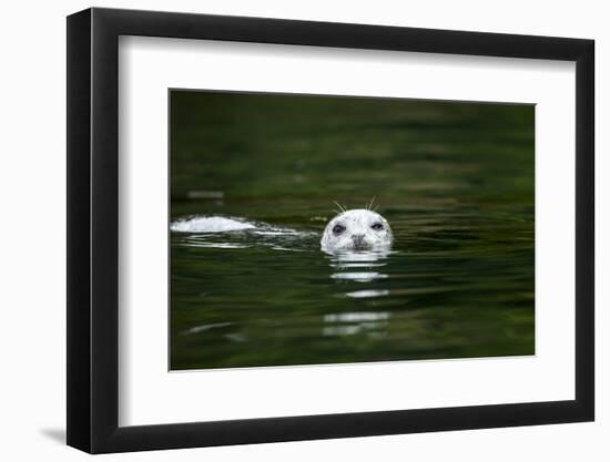 Harbor Seal, British Columbia, Canada-null-Framed Photographic Print