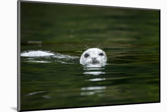 Harbor Seal, British Columbia, Canada-null-Mounted Photographic Print