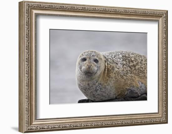 Harbor Seal (Common Seal) (Phoca Vitulina), Iceland, Polar Regions-James-Framed Photographic Print
