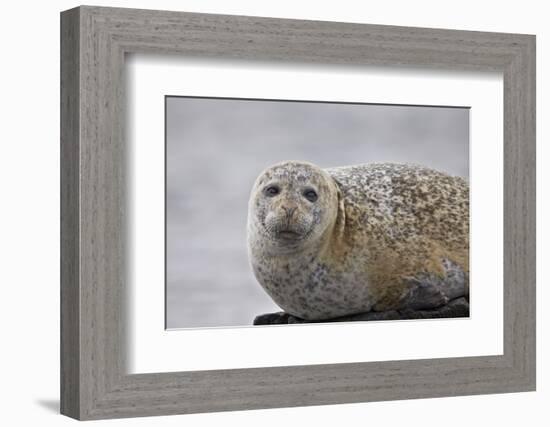 Harbor Seal (Common Seal) (Phoca Vitulina), Iceland, Polar Regions-James-Framed Photographic Print