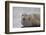 Harbor Seal (Common Seal) (Phoca Vitulina), Iceland, Polar Regions-James-Framed Photographic Print