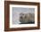 Harbor Seal (Common Seal) (Phoca Vitulina), Iceland, Polar Regions-James-Framed Photographic Print