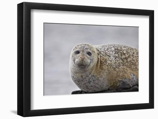 Harbor Seal (Common Seal) (Phoca Vitulina), Iceland, Polar Regions-James-Framed Photographic Print