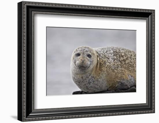 Harbor Seal (Common Seal) (Phoca Vitulina), Iceland, Polar Regions-James-Framed Photographic Print