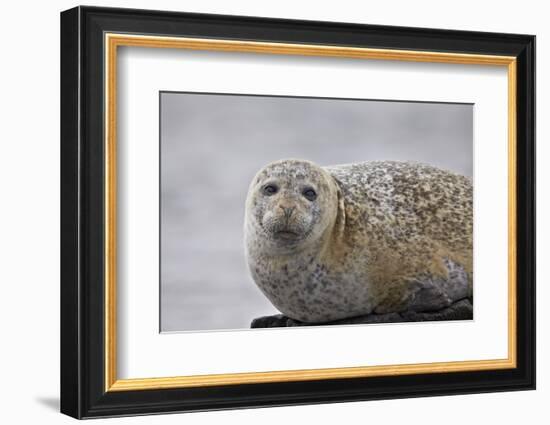 Harbor Seal (Common Seal) (Phoca Vitulina), Iceland, Polar Regions-James-Framed Photographic Print