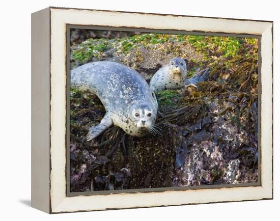 Harbor Seal on Bandon Beach, Oregon, USA-Joe Restuccia III-Framed Premier Image Canvas