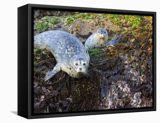 Harbor Seal on Bandon Beach, Oregon, USA-Joe Restuccia III-Framed Premier Image Canvas