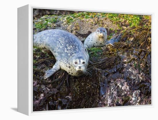 Harbor Seal on Bandon Beach, Oregon, USA-Joe Restuccia III-Framed Premier Image Canvas