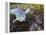 Harbor Seal on Bandon Beach, Oregon, USA-Joe Restuccia III-Framed Premier Image Canvas