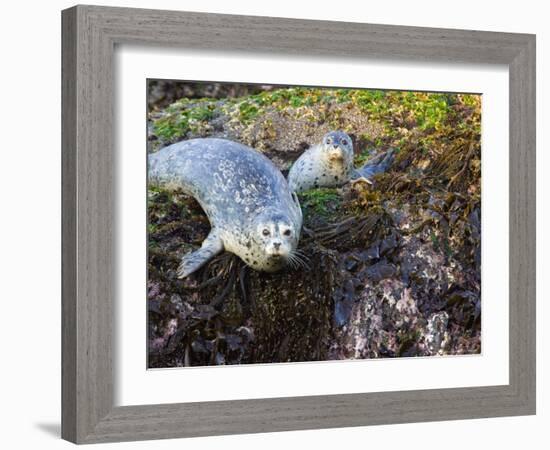 Harbor Seal on Bandon Beach, Oregon, USA-Joe Restuccia III-Framed Photographic Print