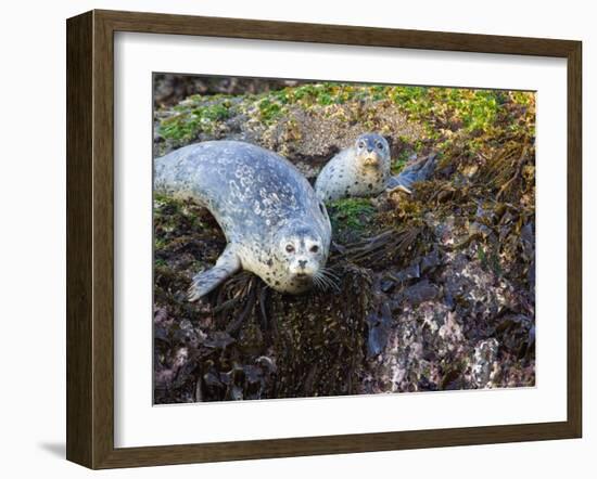 Harbor Seal on Bandon Beach, Oregon, USA-Joe Restuccia III-Framed Photographic Print