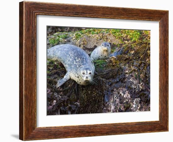 Harbor Seal on Bandon Beach, Oregon, USA-Joe Restuccia III-Framed Photographic Print