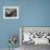 Harbor Seal on Bandon Beach, Oregon, USA-Joe Restuccia III-Framed Photographic Print displayed on a wall