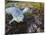 Harbor Seal on Bandon Beach, Oregon, USA-Joe Restuccia III-Mounted Photographic Print