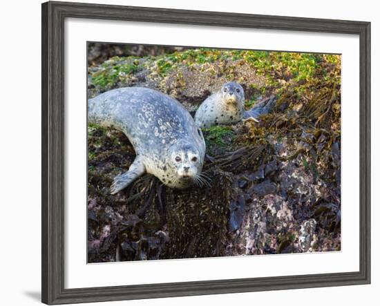 Harbor Seal on Bandon Beach, Oregon, USA-Joe Restuccia III-Framed Photographic Print