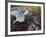 Harbor Seal on Bandon Beach, Oregon, USA-Joe Restuccia III-Framed Photographic Print