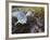 Harbor Seal on Bandon Beach, Oregon, USA-Joe Restuccia III-Framed Photographic Print