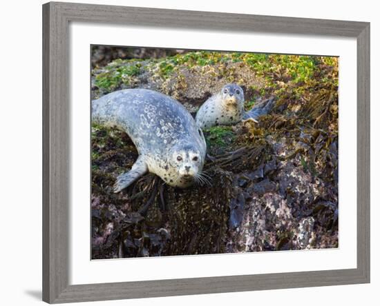 Harbor Seal on Bandon Beach, Oregon, USA-Joe Restuccia III-Framed Photographic Print