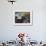 Harbor Seal on Bandon Beach, Oregon, USA-Joe Restuccia III-Framed Photographic Print displayed on a wall