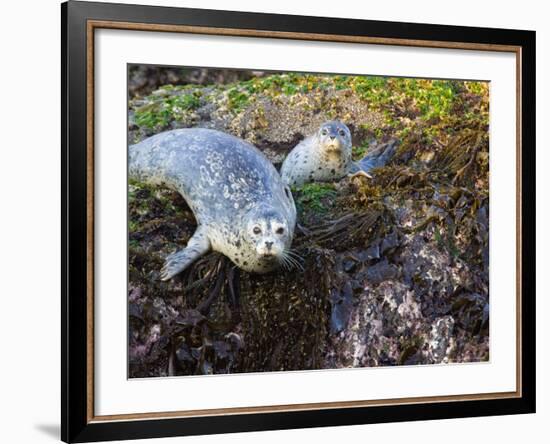 Harbor Seal on Bandon Beach, Oregon, USA-Joe Restuccia III-Framed Photographic Print