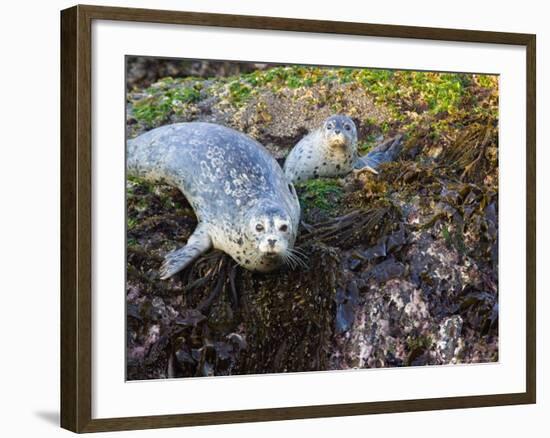 Harbor Seal on Bandon Beach, Oregon, USA-Joe Restuccia III-Framed Photographic Print