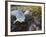 Harbor Seal on Bandon Beach, Oregon, USA-Joe Restuccia III-Framed Photographic Print