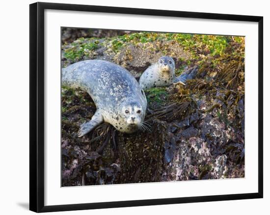 Harbor Seal on Bandon Beach, Oregon, USA-Joe Restuccia III-Framed Photographic Print