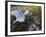 Harbor Seal on Bandon Beach, Oregon, USA-Joe Restuccia III-Framed Photographic Print