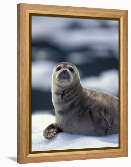 Harbor Seal on Ice Flow, Le Conte Glacier, Alaska, USA-Michele Westmorland-Framed Premier Image Canvas