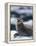 Harbor Seal on Ice Flow, Le Conte Glacier, Alaska, USA-Michele Westmorland-Framed Premier Image Canvas