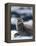 Harbor Seal on Ice Flow, Le Conte Glacier, Alaska, USA-Michele Westmorland-Framed Premier Image Canvas