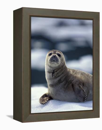 Harbor Seal on Ice Flow, Le Conte Glacier, Alaska, USA-Michele Westmorland-Framed Premier Image Canvas