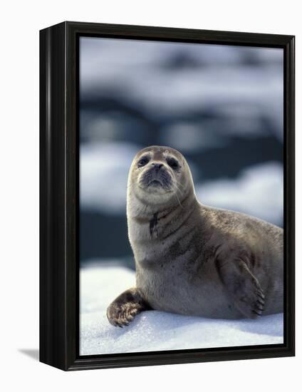 Harbor Seal on Ice Flow, Le Conte Glacier, Alaska, USA-Michele Westmorland-Framed Premier Image Canvas