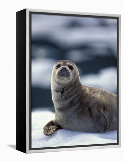 Harbor Seal on Ice Flow, Le Conte Glacier, Alaska, USA-Michele Westmorland-Framed Premier Image Canvas