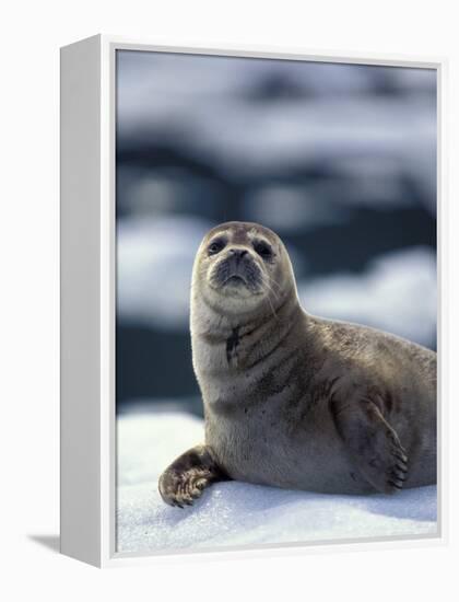 Harbor Seal on Ice Flow, Le Conte Glacier, Alaska, USA-Michele Westmorland-Framed Premier Image Canvas