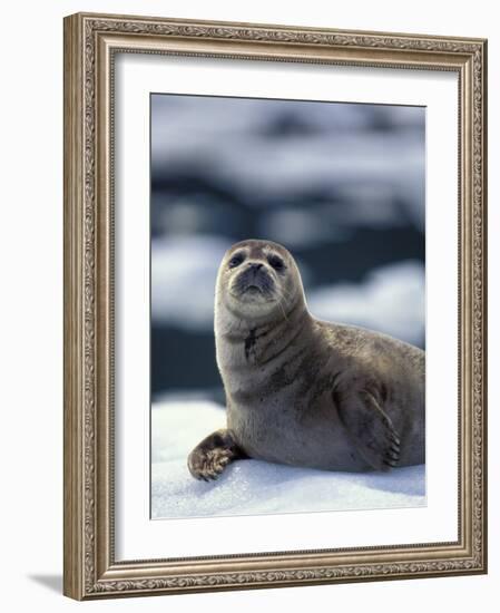 Harbor Seal on Ice Flow, Le Conte Glacier, Alaska, USA-Michele Westmorland-Framed Photographic Print