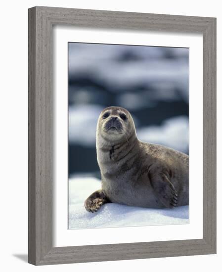 Harbor Seal on Ice Flow, Le Conte Glacier, Alaska, USA-Michele Westmorland-Framed Photographic Print